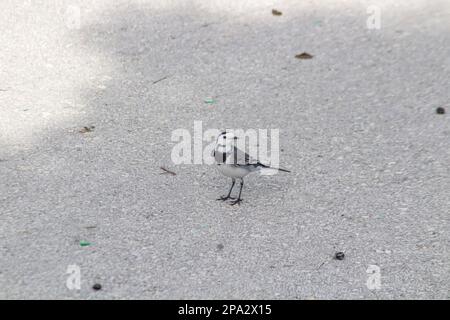 Gray wagtail walking on the ground Stock Photo
