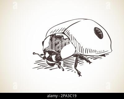 Sketch of ladybug, Hand drawn vector illustration Stock Vector
