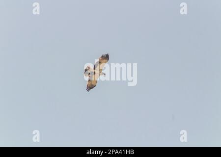 Common Buzzard Soaring with Outstretched Wings in the Blue Sky Stock Photo