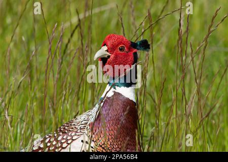 side on head photo of a pheasant Stock Photo