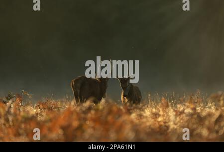 Close up of two young Red deer stags fighting at dawn during rutting season in autumn, UK. Stock Photo