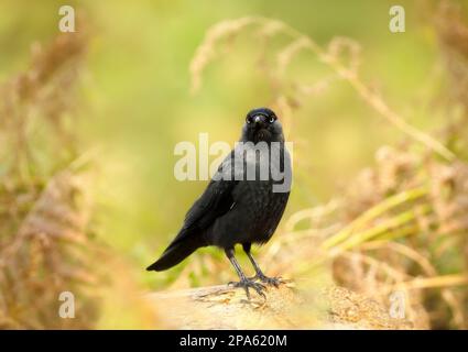 Close-up of a Carrion crow perched on a log, UK. Stock Photo
