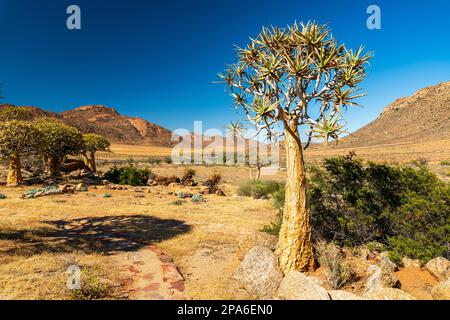 Beautiful indigenous Quiver Trees, Kokerboom, (Aloe dichotoma) in the typical dry wide african landscape in South Africa, on a sunny day with blue sky Stock Photo