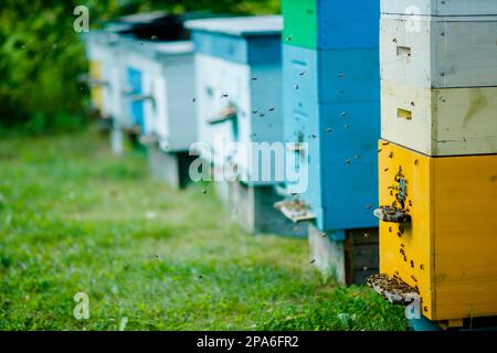 Six honey bee hives in the apiary during the summer honey harvest. Evening in the apiary. Bees are returning to the hives. A lot of bees in flight. Stock Photo