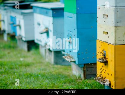 Honey bee hives in the apiary during the summer honey harvest. Evening in the apiary. Bees are returning to the hives. A lot of bees in flight. Stock Photo