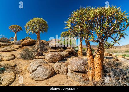 A group of famous Quiver Tree, Kokerboom, (Aloe dichotoma) in a typical dry wide african landscape in South Africa, near Springbok between rocks. Stock Photo