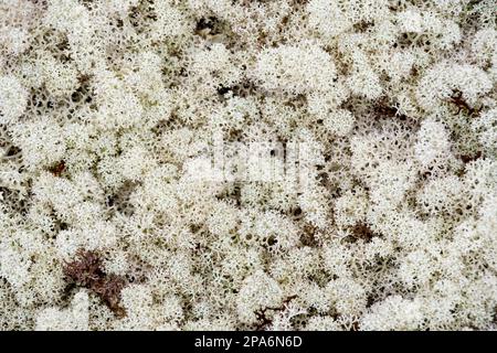 Reindeer moss in the forest. Yagel is a northern plant. Yagel Lichens that the reindeer eat. White spherical moss in the forest. Wooded area with grow Stock Photo