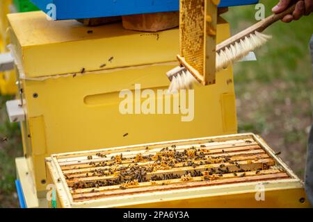 Beehive Spring Management. beekeeper inspecting bee hive and prepares apiary for summer season. Beekeeping. Beekeeper grey protective suit costume che Stock Photo