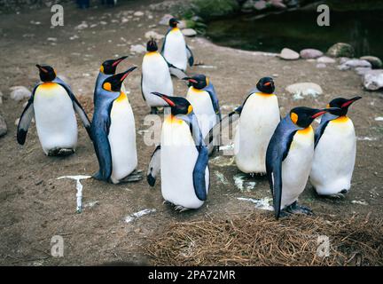 A group of king penguins in the Zurich Zoo Stock Photo