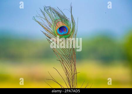A Peacock feather in its full beauty Stock Photo