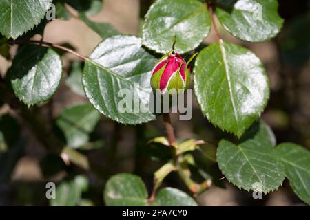 Red Rose Bud. New rose bud. Young graceful spray rose. A small