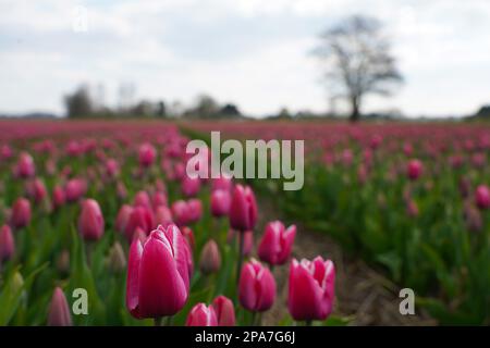 Tulip fields near Lisse in the Netherlands Stock Photo