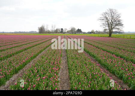 Tulip fields near Lisse in the Netherlands Stock Photo