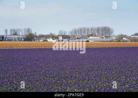 Tulip fields near Lisse in the Netherlands Stock Photo