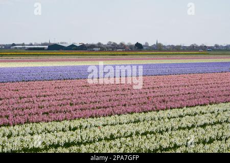 Tulip fields near Lisse in the Netherlands Stock Photo