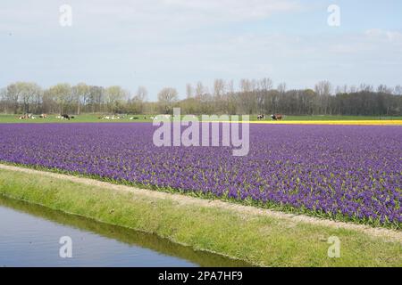 Tulip fields near Lisse in the Netherlands Stock Photo