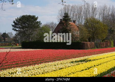 Tulip fields near Lisse in the Netherlands Stock Photo