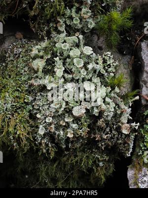 Cladonia lichen growing on a limestone wall in the Brecon Beacons Bannau Breichyniog National Park South Wales UK Stock Photo