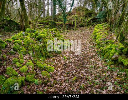 Woodland path through temperate rain forest in South Wales UK Stock Photo