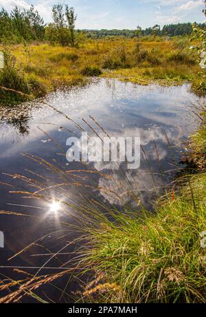 Summer sunlight reflected in a small heathland pool on Thursley Common Nature Reserve in Surrey UK Stock Photo