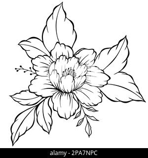 Sketch Floral Botany Collection. Black and white with line art on white backgrounds. Hand Drawn Botanical Illustrations. Stock Vector