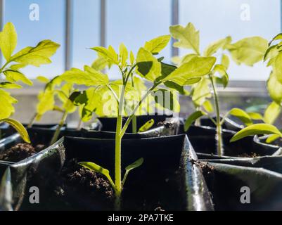 Tomato sprouts. Fragile plants in the first days of life. Seedlings Stock Photo