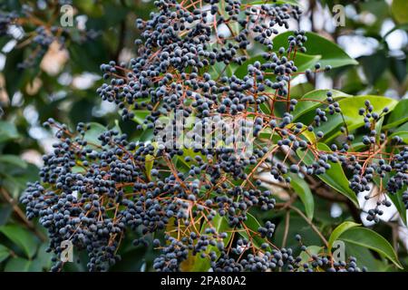 Ligustrum tree with blue berries in garden, selective fjcus Stock Photo