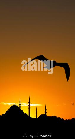 Ramadan or islamic vertical photo. Suleymaniye Mosque and seagull. Ramadan or kadir gecesi or laylat al-qadr concept vertical story photo. Stock Photo