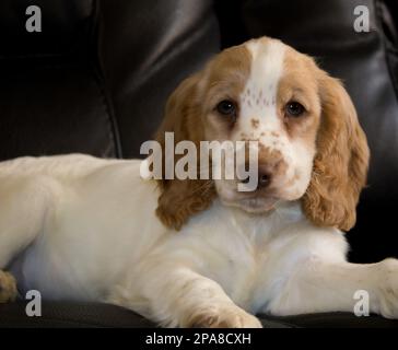 Cockerpoo puppy 10 weeks old on leather sofa Stock Photo