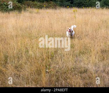 Cocker spaniel running in long dry grass with a ball in his mouth Stock Photo