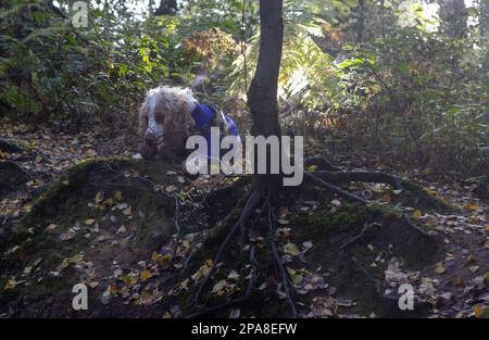 cocker spaniel with a ball laying in woodland wearing a coat and harness Stock Photo