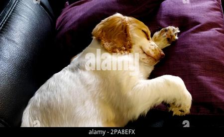 young cockapoo puppy sleeping on purple cushions on a black leather sofa with his head resting on his leg Stock Photo