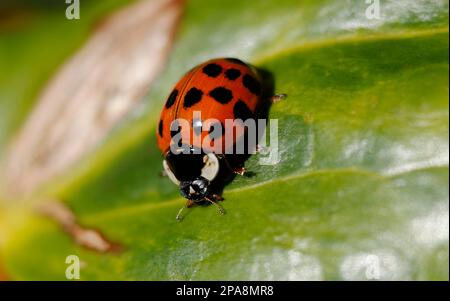 20 spot Ladybird (Coccinellidae) resting on a green leaf. Stock Photo