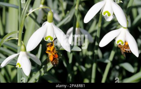 Snowdrop (Galanthus) with visiting Honey bee (Apis mellifera) collecting pollen and nectar Stock Photo