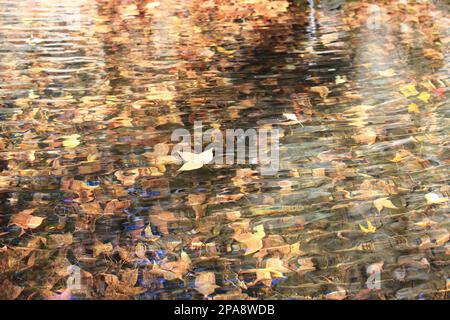 Autumn fallen leaves laying under the water surface and floating over the water surface with ripples Stock Photo