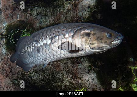 African Bonytongue Heterotis Niloticus Stock Photo Alamy african-bonytongue-heterotis-niloticus-stock-photo-alamy