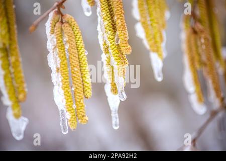 Young male catkins of Corylus avellana, Common hazel on the branches of tree near Female flower. covered with ice and snow after spring frosts. Snowfa Stock Photo