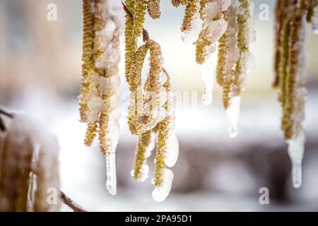 Young male catkins of Corylus avellana, Common hazel on the branches of tree near Female flower. covered with ice and snow after spring frosts. Snowfa Stock Photo