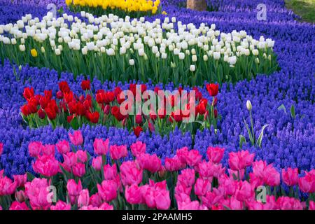 Feathered hyacinth flowers and white tulips behind red tulips, pink tulips in front. A wonderful natural landscape with tulips and hyacinths. Stock Photo