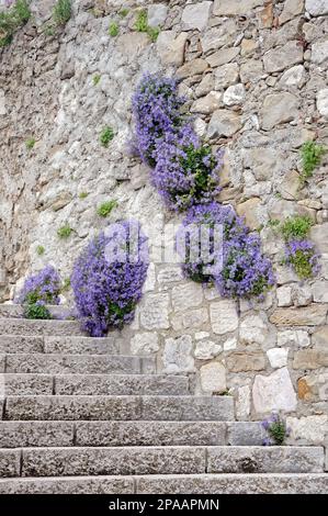 Flowering wall vegetation, Stock Photo