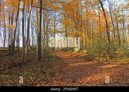 Fall leaves along a path through the woods of an Indiana Park. Stock Photo