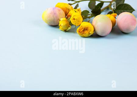 Colorful Easter eggs with a sprig of yellow roses on a blue background. Happy Easter concept. Greeting card, copy space Stock Photo