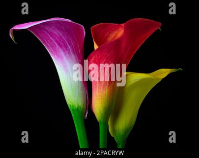Three Colors Calla Lilies Stock Photo