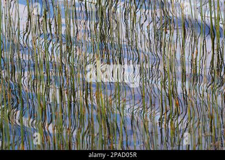 Reeds and water reflections in shallow water Stock Photo