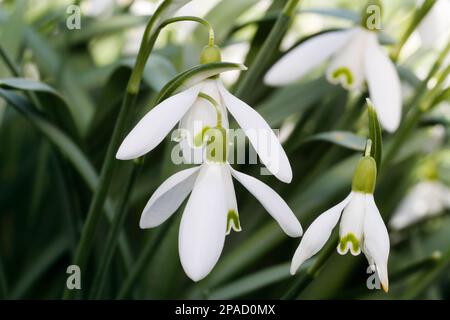 Snowdrop (Galanthus) close up image Stock Photo
