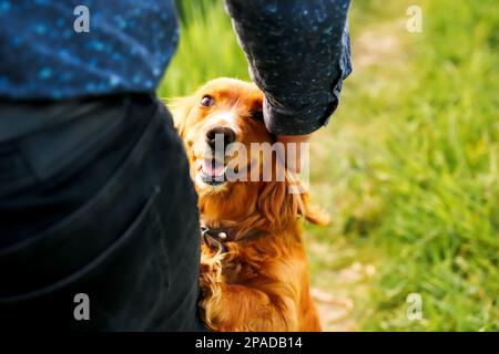 Orange spaniel. Hand caressing cute homeless dog with sweet looking eyes in summer park. Person hugging adorable orange spaniel dog with funny cute Stock Photo