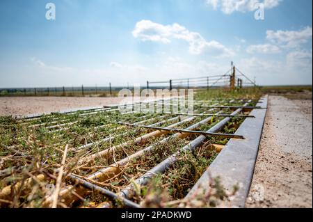 Metal cattle crossing ground gate with weeds growing between Stock Photo