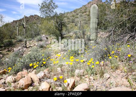 California Poppies are blooming along landscape surrounding the Meridian Bulldog Pass hiking trail in Usery Regional Park, Apache Junction, Arizona. . Stock Photo