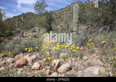 California Poppies are blooming along landscape surrounding the Meridian Bulldog Pass hiking trail in Usery Regional Park, Apache Junction, Arizona. Stock Photo