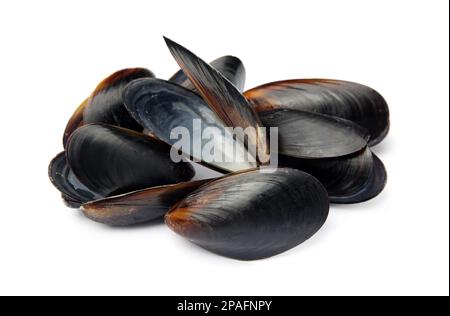 Open empty mussel shells on white background Stock Photo